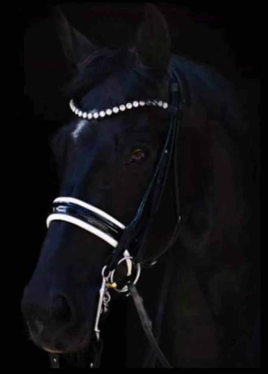 Close-up of a black horse wearing a pearl browband
