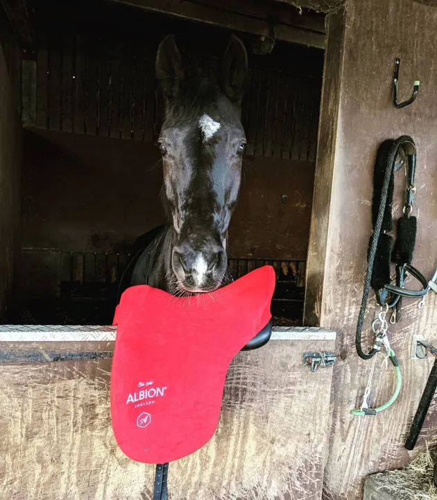 Black horse looking over a stable door with a red Albion saddle cover