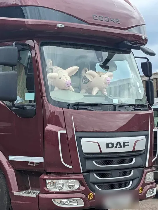Amanda’s horsebox, a maroon DAF lorry