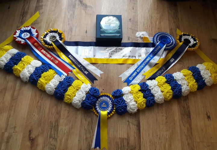 Championship sashes, rosettes, a flower garland and a glass trophy laid out on a floor