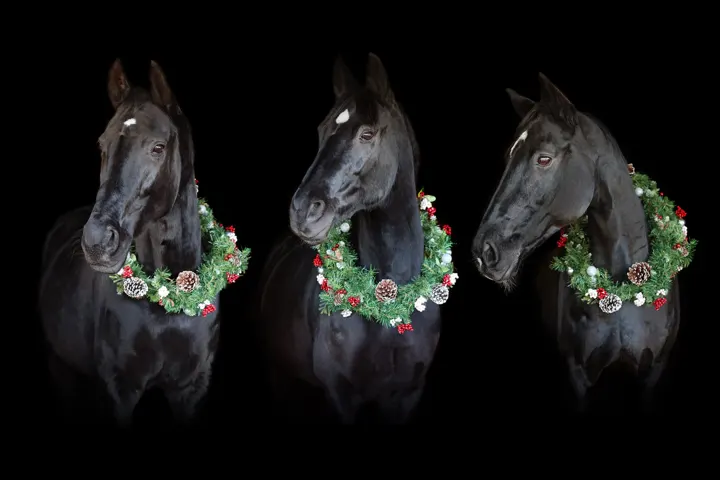 Three black horses wearing festive wreaths against a black background