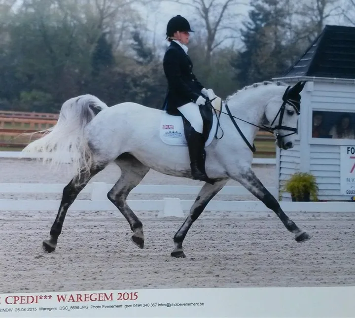 Amanda riding the grey mare Ruby Rose II in extended trot with a Union Flag saddlecloth at CPEDI3* Waregem 2015